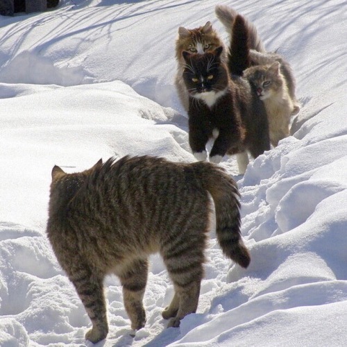 Porn happyheidi:Snow cats ⛄️(via) photos