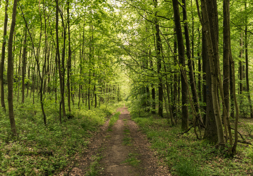 florianpainke:forest path