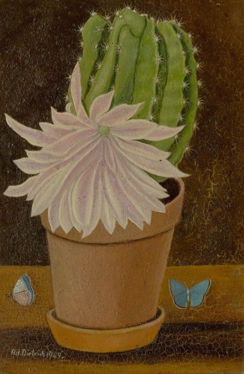 cactus-in-art:Adolf Dietrich (Swiss, 1877-1957)Cactus with butterflies, 1949