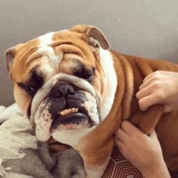 duncanthebulldog:  A tutorial: “How to knead the dough” for the Thanksgiving rolls. Happy Eating friends! 🐶🦃🍗❤️   i do this to my bulldogs too!