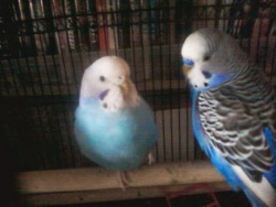 Love birds