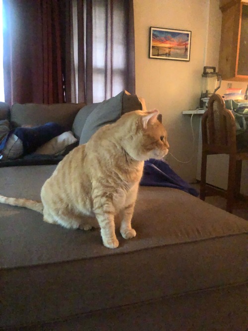My Aunt Is Staying With My Ma And I, And She Brought Her Cat! This Is Buddy, Who Is