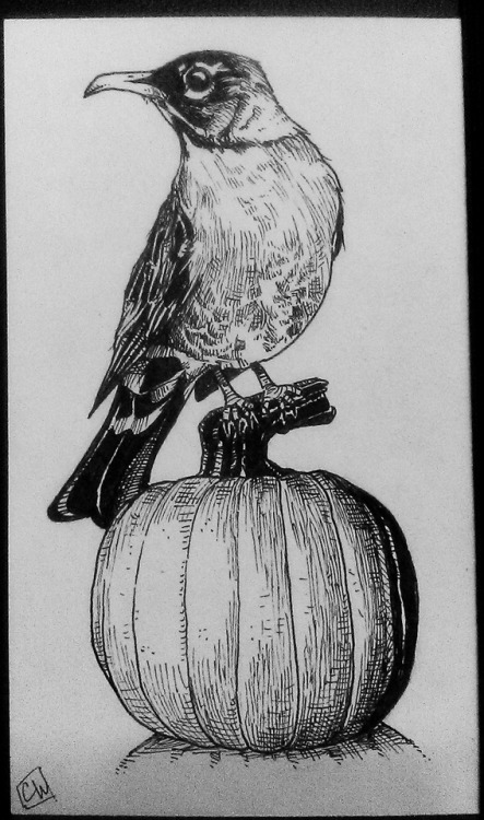 Bird on a pumpkin.