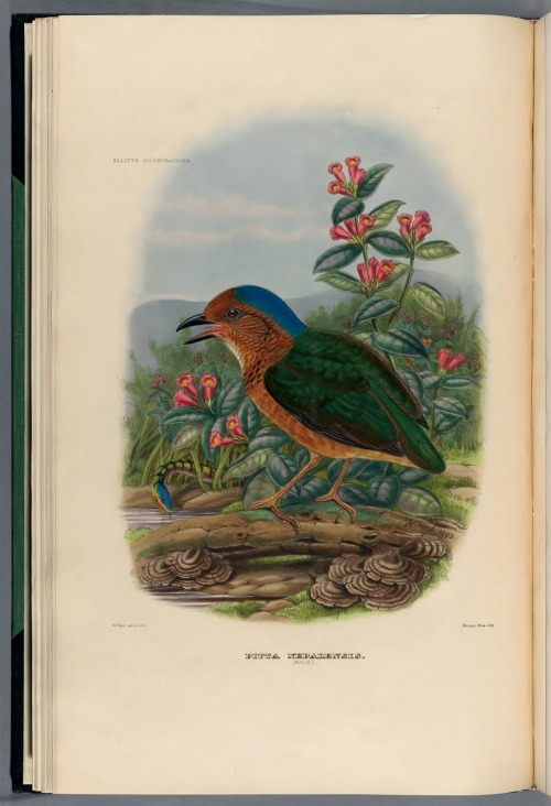 wapiti3: A monograph of the Pittidæ, or family of ant-thrushes.1893,  By Elliot, Daniel G