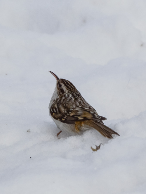 Puukiipijä, treecreeper