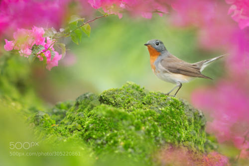 ～ Red-breasted Flycatcher Standing On The Moss ～ by FuYiChen