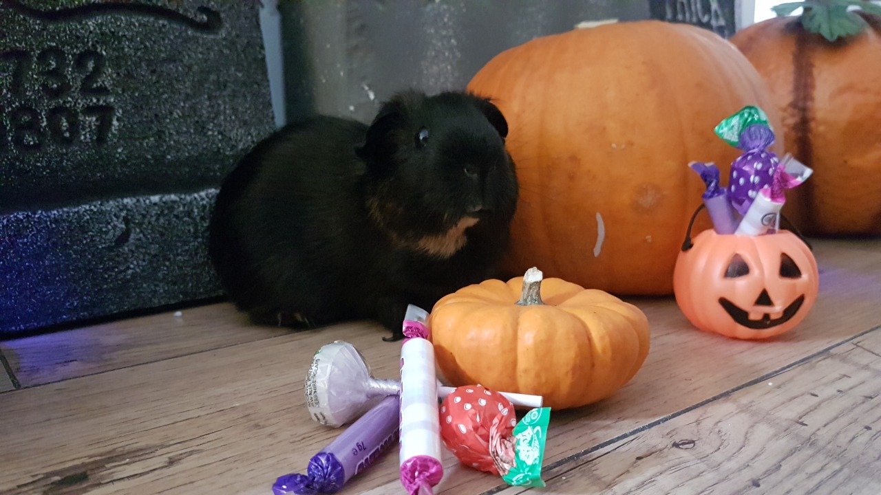This is Olive she likes pumpkins.