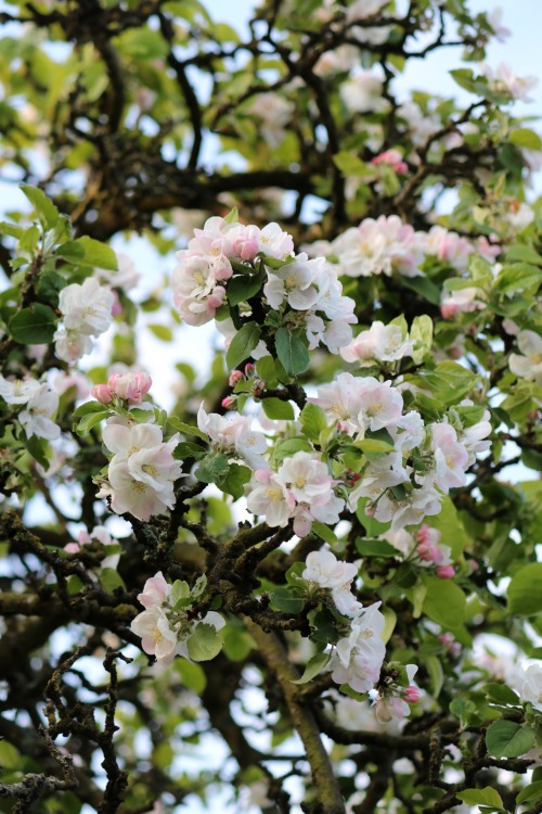 Apple Blossom