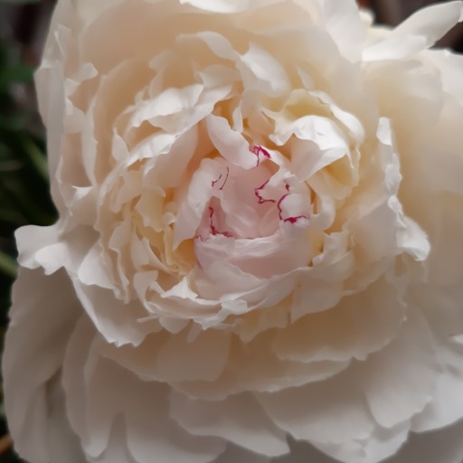 Lunelantern:  Peonies Remind Me Of Haruno Sakura. Blooming In Scrumptious Shrubs