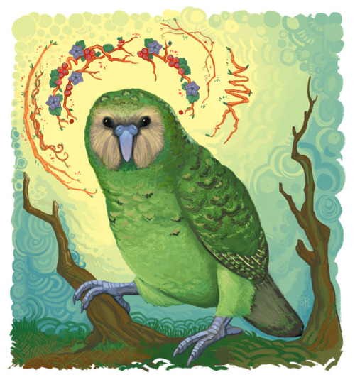 skeletonrobots:Kakapo - A Flightless, Owl-like, Critically Endangered Parrot from New Zealand. Print