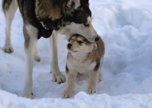 sarkhan-volkswagen:expellingsecrets:thegreatpuppers:monchSaturn Devouring His Son - Francisco Goya, 