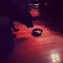 Junior gets his own bowl