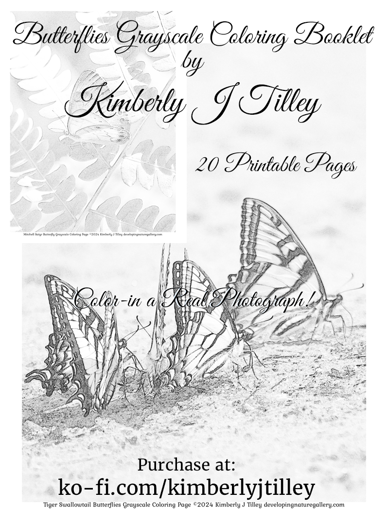 Butterflies Grayscale Coloring Booklet by Kimberly J Tilley. 20 printable coloring pages of North American and tropical butterflies that Kimberly has photographed in gardens, on trails and at pavilions. $10 at ko-fi.com/kimberlyjtilley