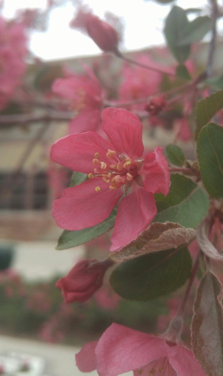 While the fruit of crabapple trees are technically edible, they are generally considered too tart, t