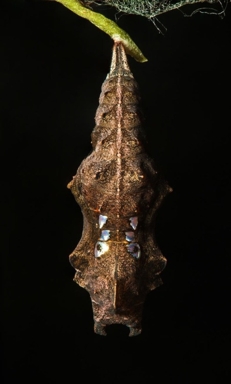 Comma Chrysalis  - Polygonia c-album  by Douglas McCaffrey 