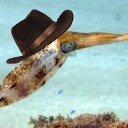 yeehaw-squid avatar