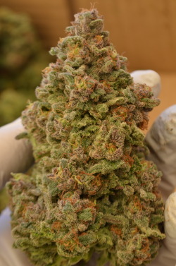 incredible-kush: Berry White getting a haircut! 