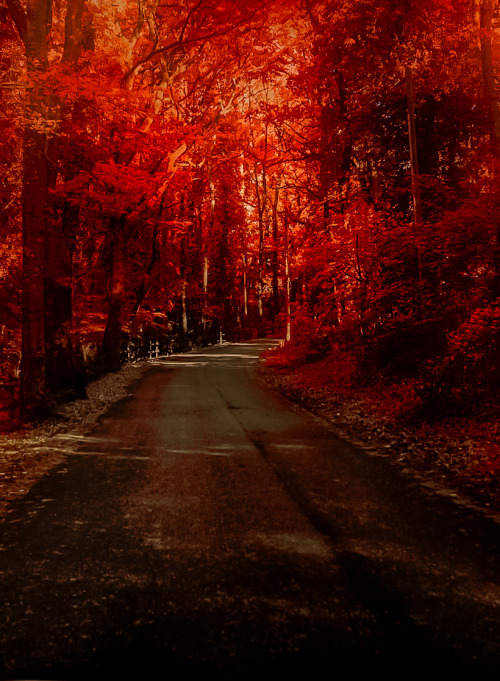 coiour-my-world:The road through the woods by Carlo Braghiroli on Fivehundredpx