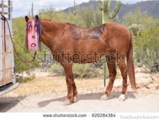 Neigh Deutsch Neigh Deutsch