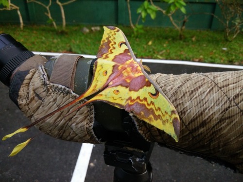 Malaysian Moon Moth Males, Actias Maenas, Saturniidae