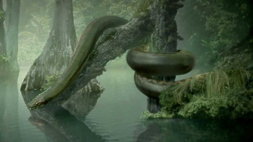 ainawgsd: Titanoboa Titanoboa is an extinct genus of snakes that is known to have lived in pres