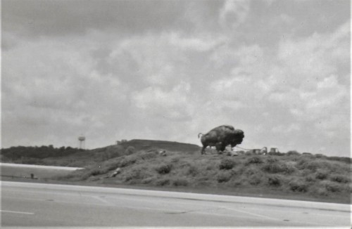 Buffalo sculpture in median off 75 Alternate/Oklahoma 66, Sepulpa, OK.June 2010