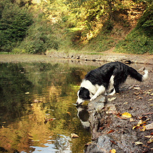 megpricephotography:  Lakeside Woofin’ Barney having fun at Earnslaw Lake on the Malvern Hills. Before he jumps in for a swim, the silly dog usually likes to psych himself up first, by running up & down the bank & barking (a LOT)… 