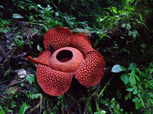 ted:Rafflesia arnoldii and Rafflesia arnoldii: close up by Tamara van Molken“Everyone sees