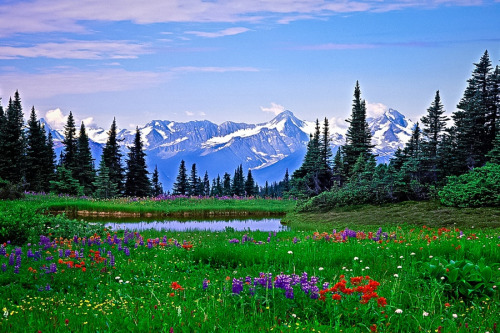 Alpine Wildflowers, Rocky Mountains, British-Columbia by © Robert McGouey