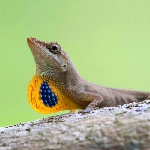 A male Norops sericeus displaying its dewlap colors. Credit: Thijs Van Den Burg