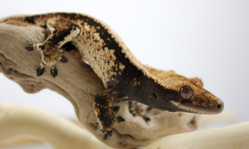 crispysnakes:  Informal photoshoot done for Captivating Critters, of some of their cresties.
