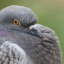 pigeonbites