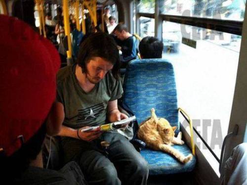 mutenostrilagony:  sephiramy:  ourloveissemperfii:  “One day in the subway, James saw a red cat with a wound to the leg that likely resulted from a fight with another cat. It was obvious that the cat needed help. James could not pass and took the