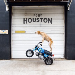 maddieonthings:  Poppin’ wheelies alllll day! Getting pumped on hitting the road with this pup via motorcycle and sidecar come early 2015 for our next documentary project 💫 Next few weeks I’m wrenching on my R90 getting ready for our next adventure