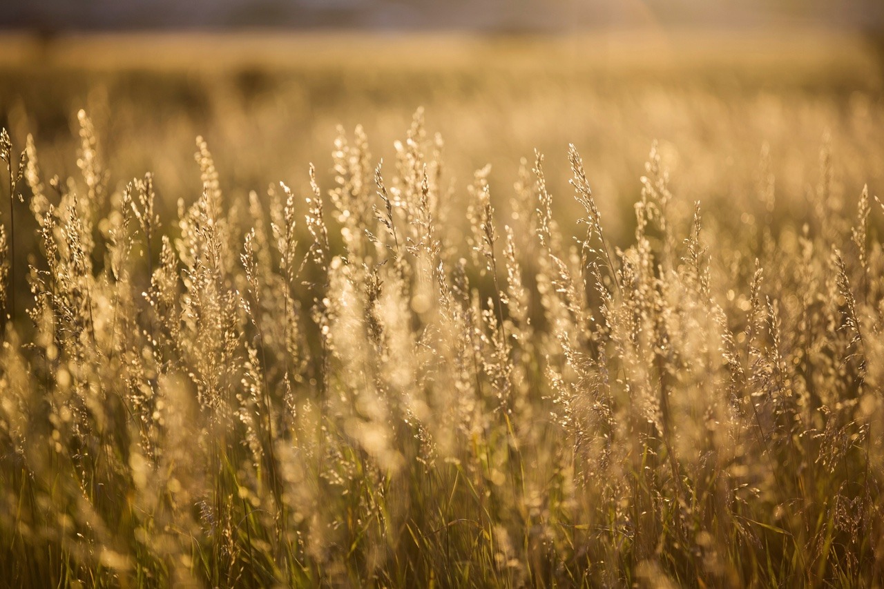 tylerknott:  Come and join me in the long grass, the golden floor of the world. Come