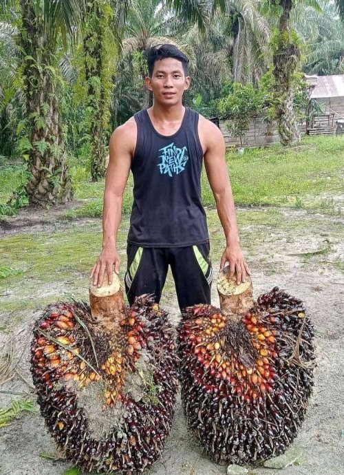 Photo source of palm oil twitter 