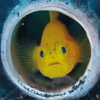 A yellow pygmy goby, a medium sized fish, hiding in a hole and opening and closing its mouth, it's cheeks expanding and deflating