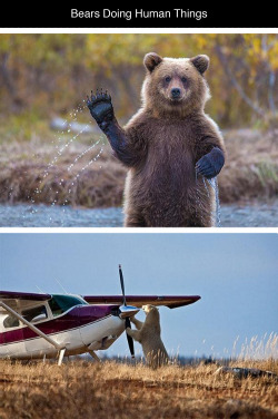 tastefullyoffensive:  Bears Doing Human Things [via]Previously: Before and After Pictures of Animals Growing Up