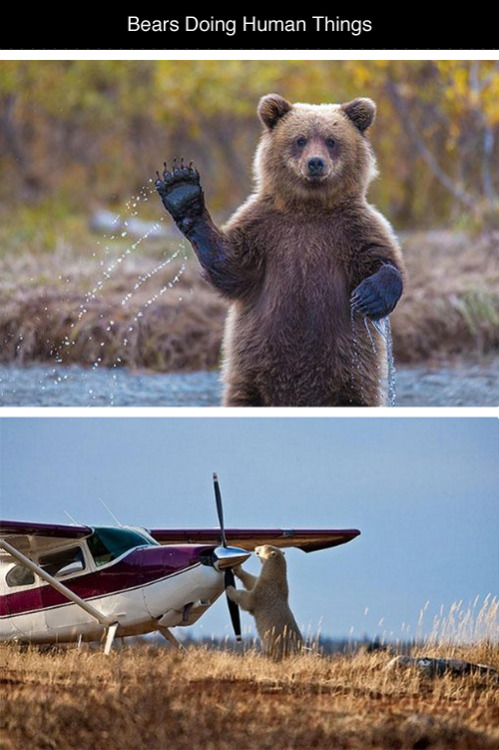 tastefullyoffensive:  Bears Doing Human Things adult photos
