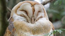 whoweargoldintheirhair:  copperbadge:   dame-of-dames: @copperbadge The most self-satisfied of all owls!    Those who know me IRL are wondering why this seems familiar… It’s because this is the face I make right before laughing at one of my own jokes