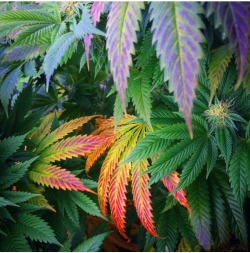 massrootsapp:  Seriously gorgeous fade in thefunnypharmer’s garden ^_^   Greens