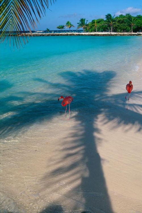 tropicaldestinations:Renaissance Private Island, Aruba - Tropical destinations