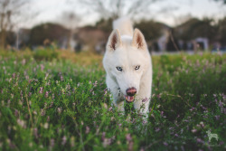 huskyhuddle:  Flower power