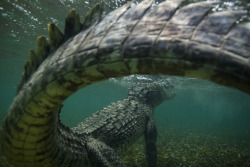 staceythinx:  Incredible underwater photography