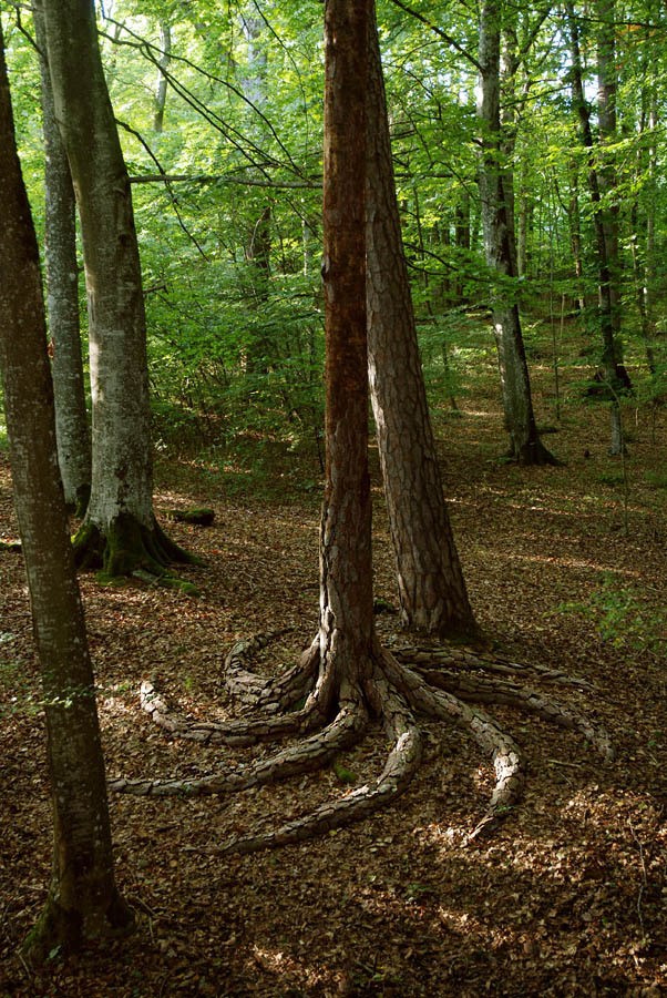 natanulablog:Tree with spiraling roots - Imgur
