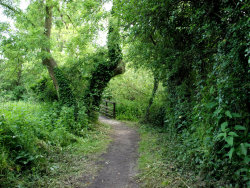 pagewoman:  Near Catherine de Barnes,(Catney), Solihull, West Midlands, Englandby ragged robin’s nature notes