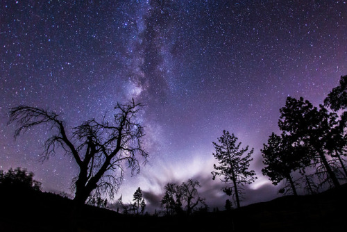 tulipnight:  Enchanted forest at the Milky Way. Take 1. by slworking2 on Flickr.