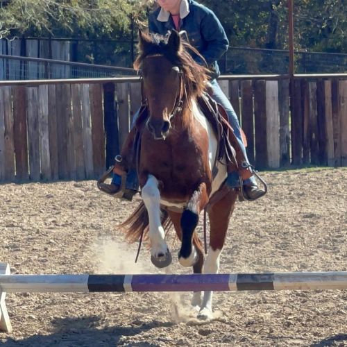 Merlot is a nice 12 yr old 14.1h pretty paint mare. She is gentle and fun to ride, she does move out