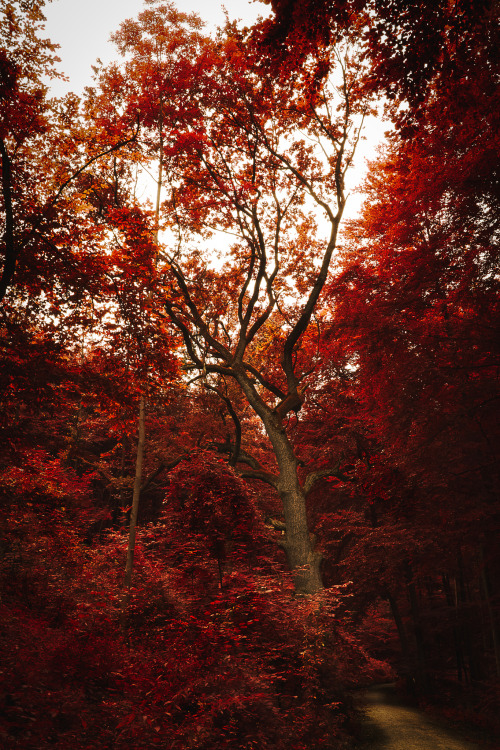 disminucion: Autumn Forest III