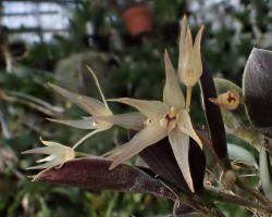 orchid-a-day: Octomeria longipedicellata